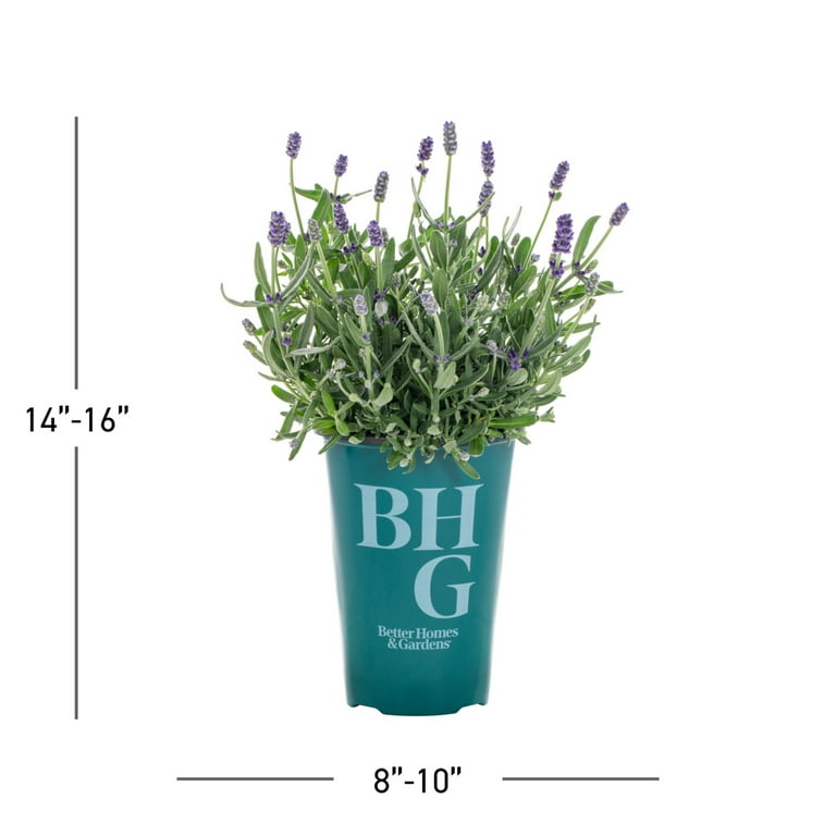 sedum succulent plants Burro's Tail (Sedum morganianum) Plant in 2.5-inch Pot- Organic Succulent House Plant by Smoke Camp Crafts