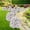 White, variant on Artificial Butterfly Orchid Flower Bush, Realistic Fake Plant with Planter for Outdoor Garden Decor, Wedding Party Scene Decoration, Home Patio Landscape Greenery