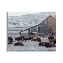 Stupell Industries Grazing Rural Bison Snowy Farmland Barn Scenery Photograph Gallery Wrapped Canvas Print Wall Art, Design by Jeff Poe Photography