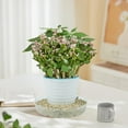 thumbnail image 4 of Darzheoy 5 Pack Clear Plastic Plant Saucers Drip Trays Plant Plate Dish for Indoor Planters Flower Pots, 8 inch, 4 of 4