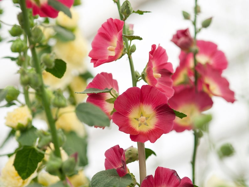 20 Seeds Halo Red Hollyhock Alcea Rosea Tall Blooms Easy to Grow Perennial Pollinator-Friendly
