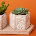 thumbnail image 4 of Small Butterfly Hex Terracotta Pot Tray Set, 4 of 4