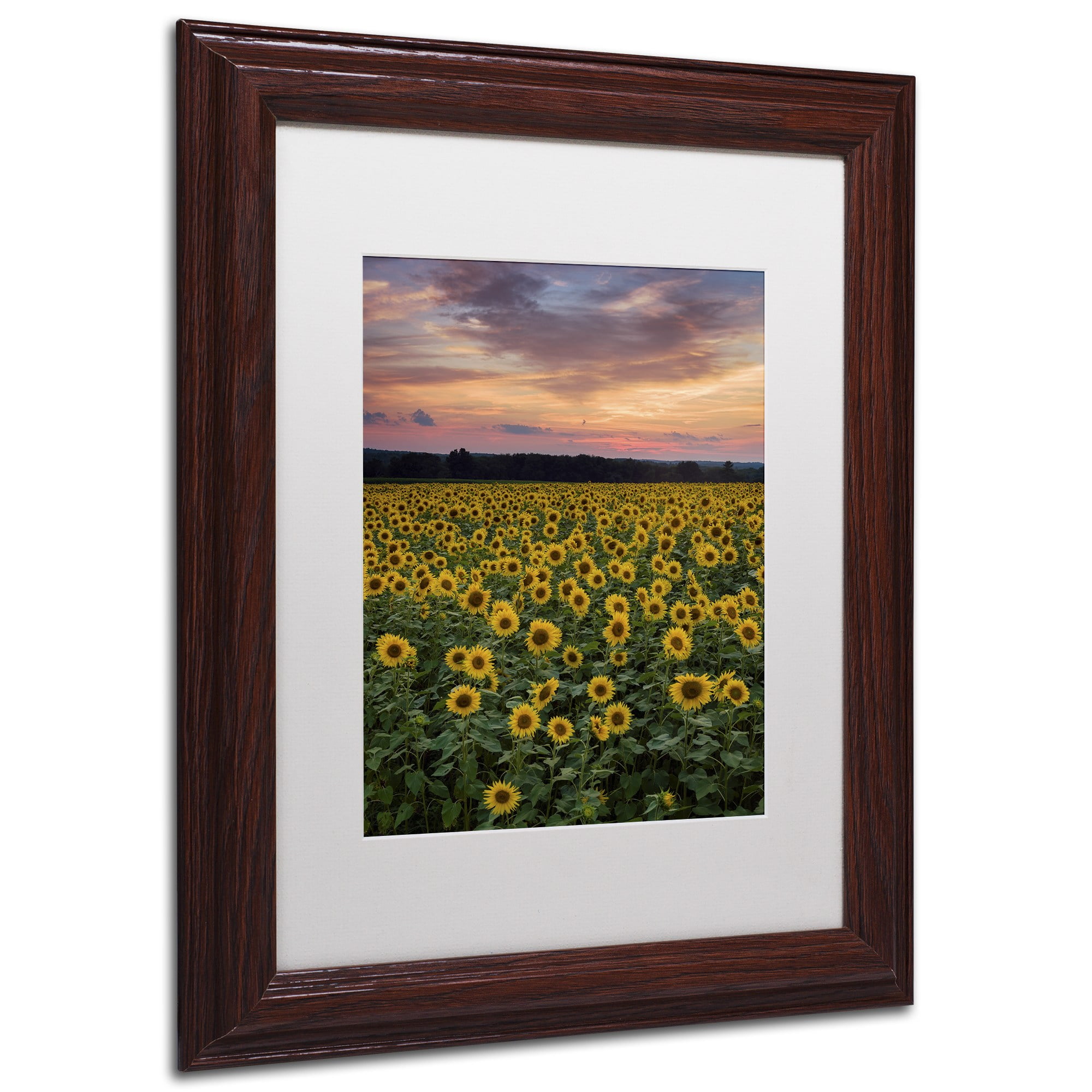 Trademark Fine Art "Sunflowers" Canvas Art by Michael Blanchette Photography White Matte, Wood Frame