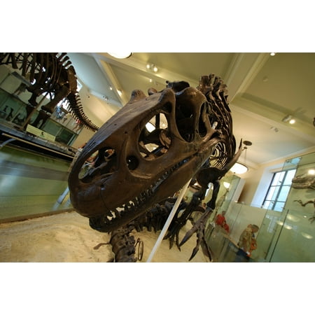 Dinosaur Fossil Pictures LAMINATED POSTER Skeleton Fossil Old Tyrannosaurus Dinosaur Ancient Poster Print 24 x 36 ()