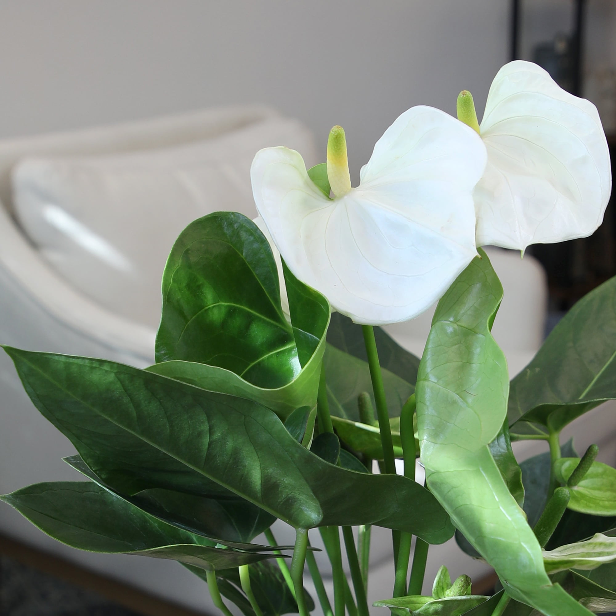 Altman Plants White Mix Anthurium Plant Gift, White Pot, 14-18" Tall Clean Air House Plant