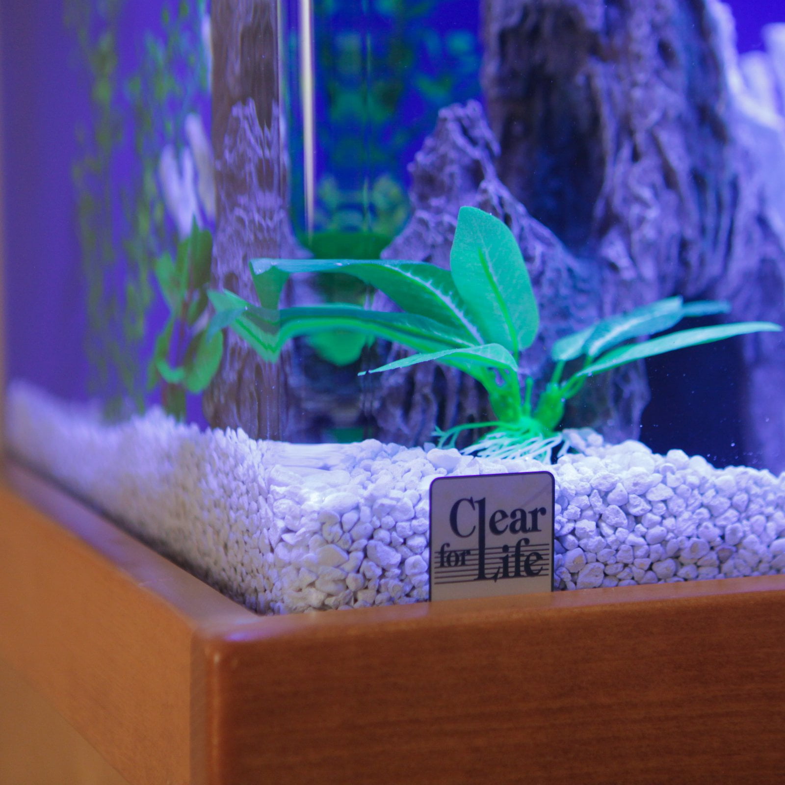 Clear For Life 65r Rectangle Acrylic Aquarium Shire Blue Back Life 65r Rectangle Acrylic Aquarium