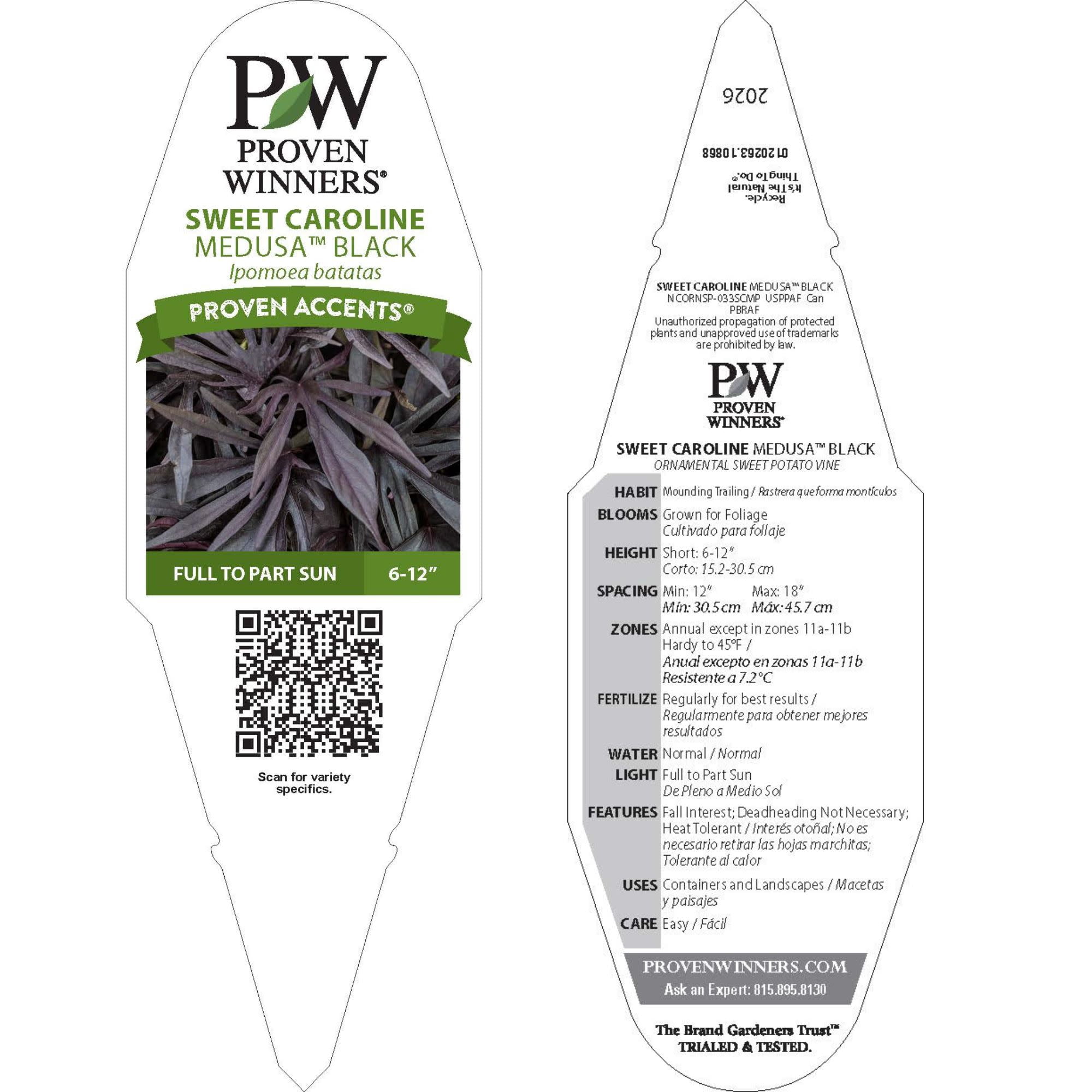 Proven Winners 4" Black Sweet Caroline Medusa Black Ornamental Sweet Potato Vine Live Plant in 4.25" Pot (4 Count)