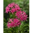 thumbnail image 1 of Tasc Flower Bulbs - Nerine Bowendinii, 1 of 2