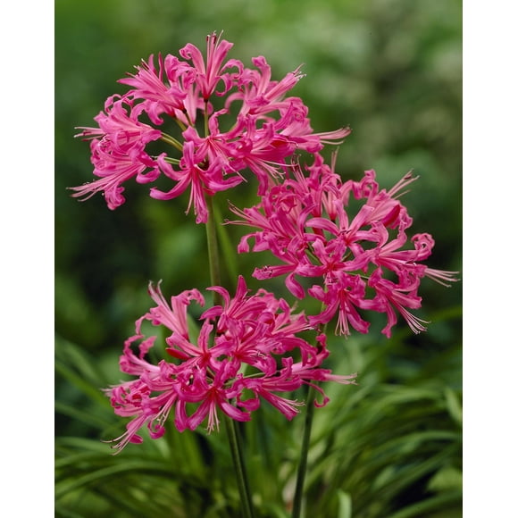 Tasc Flower Bulbs - Nerine Bowendinii