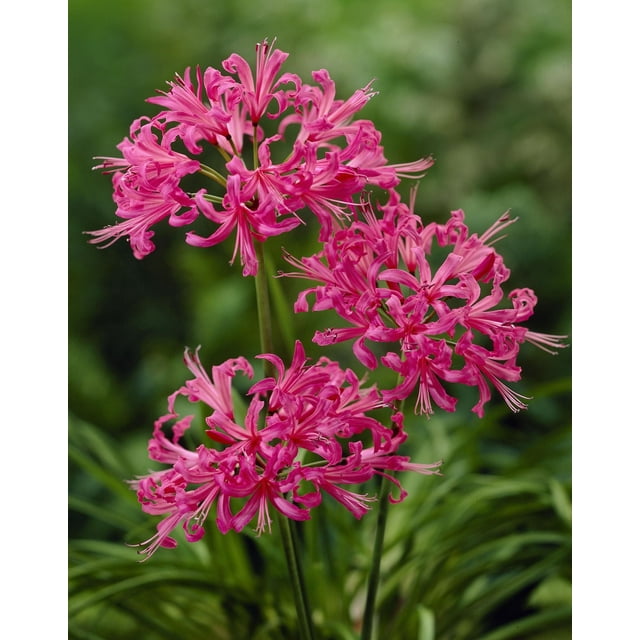 Tasc Flower Bulbs - Nerine Bowendinii