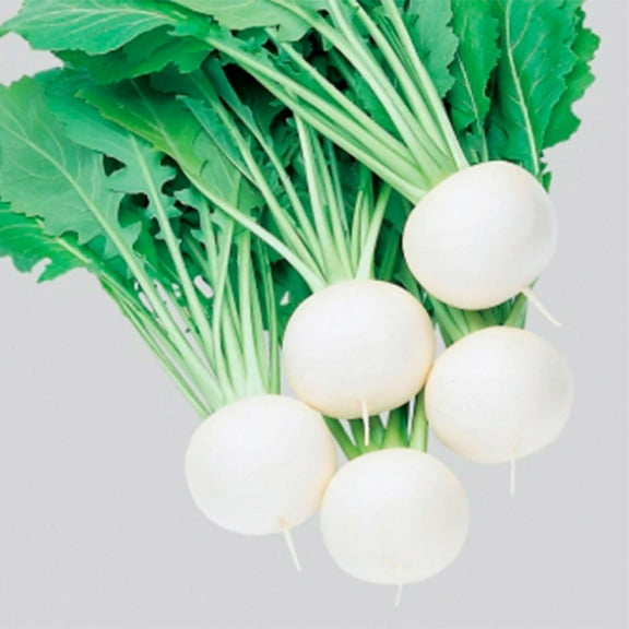 Turnip Seeds - Fuku Komachi - Hybrid - 1 g Packet ~320 Seeds - Non-GMO, F1 Hybrid - Asian Garden Vegetable