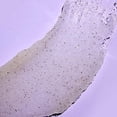 thumbnail image 4 of Exfoliante corporal Tree Hut vainilla 510 g, 4 of 7