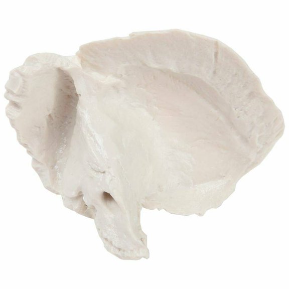 Axis Scientific Temporal Bone - Right, human skull anatomy model, medical vision scientific flexible Cervical, real models tools, skeleton head, skulls replica life size,  Includes Detailed Product M