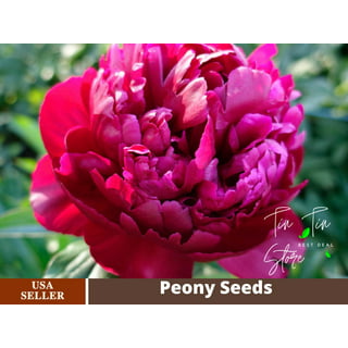 10+ Rare Seeds| White Cap Peony Seeds #B008 [BUY 3 GET 1 FREE]