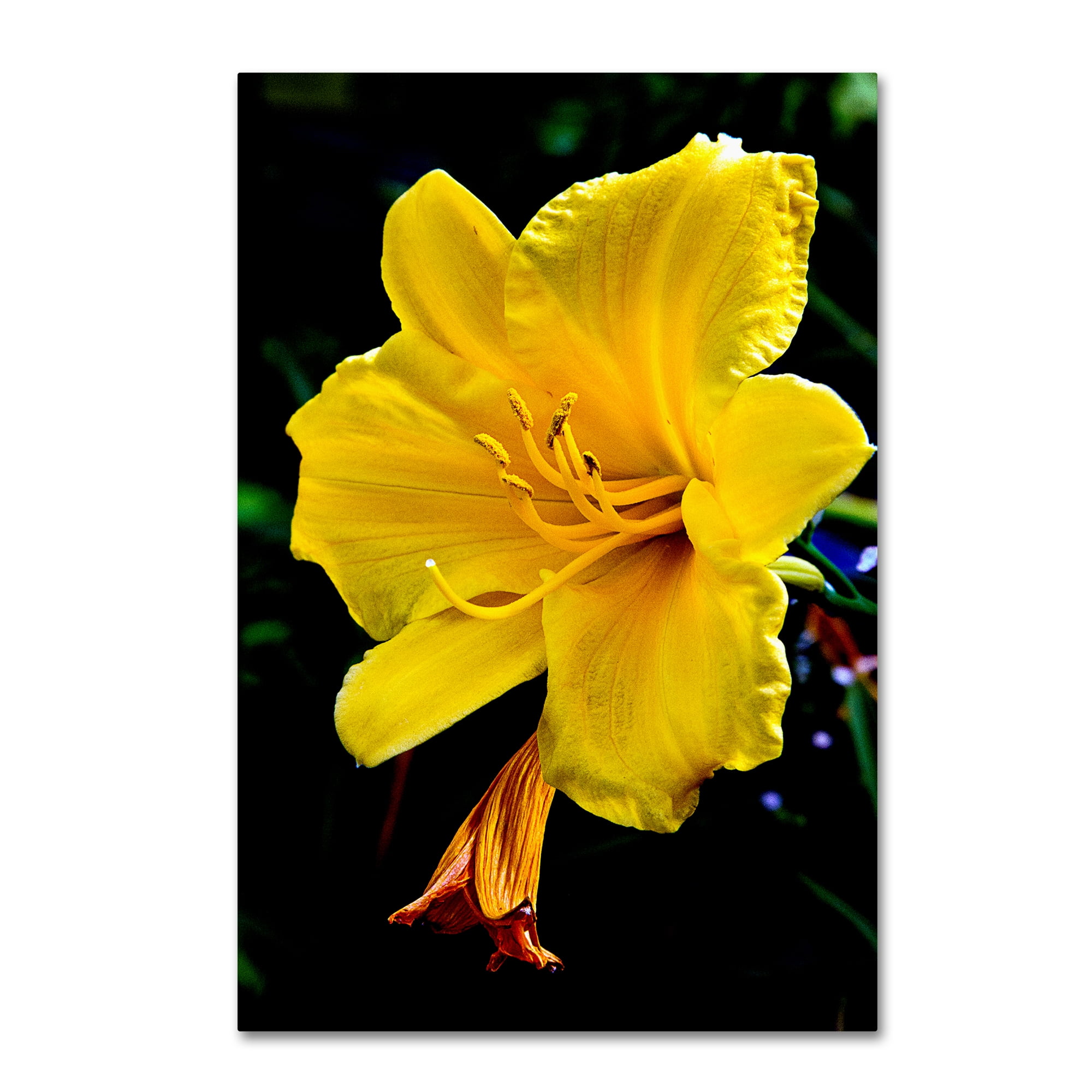 Trademark Fine Art 'Yellow Flower' Canvas Art by The Lieberman