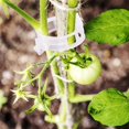 thumbnail image 5 of Clips grandes para plantas de jardín de 100 Uds., soporte para tomate, vid, flor, tallo de verduras, herramientas de fijación de conexión, Clip de flor auxiliar Sincero Hogar, 5 of 5
