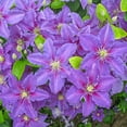thumbnail image 5 of Direct Gardening Danielle Clematis Vine Purple Flowering Perennial Starter Plant, 5 of 5