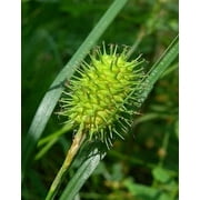 Narrow Leaf Cattail Sedge Seeds for Planting (50 Seeds) - Carex squarrosa