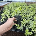 thumbnail image 2 of Confederate Star Jasmine Plant Live for Planting, Fragrant White Jasmine Flowering Vine for Indoor Outdoor Growing, 4-6 Inch Tall, 2 of 9
