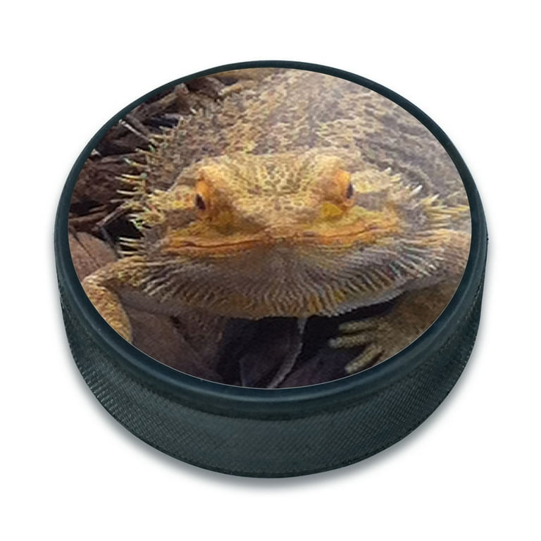 Beardie reptile sale