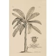 thumbnail image 2 of Ehret, Georg 13x18 Black Ornate Wood Framed with Double Matting Museum Art Print Titled - Banana Tree, 2 of 4
