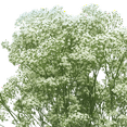 thumbnail image 3 of 30 Stems of Million Star Gypsophila- Beautiful Fresh Cut Flowers- Express Delivery, 3 of 4