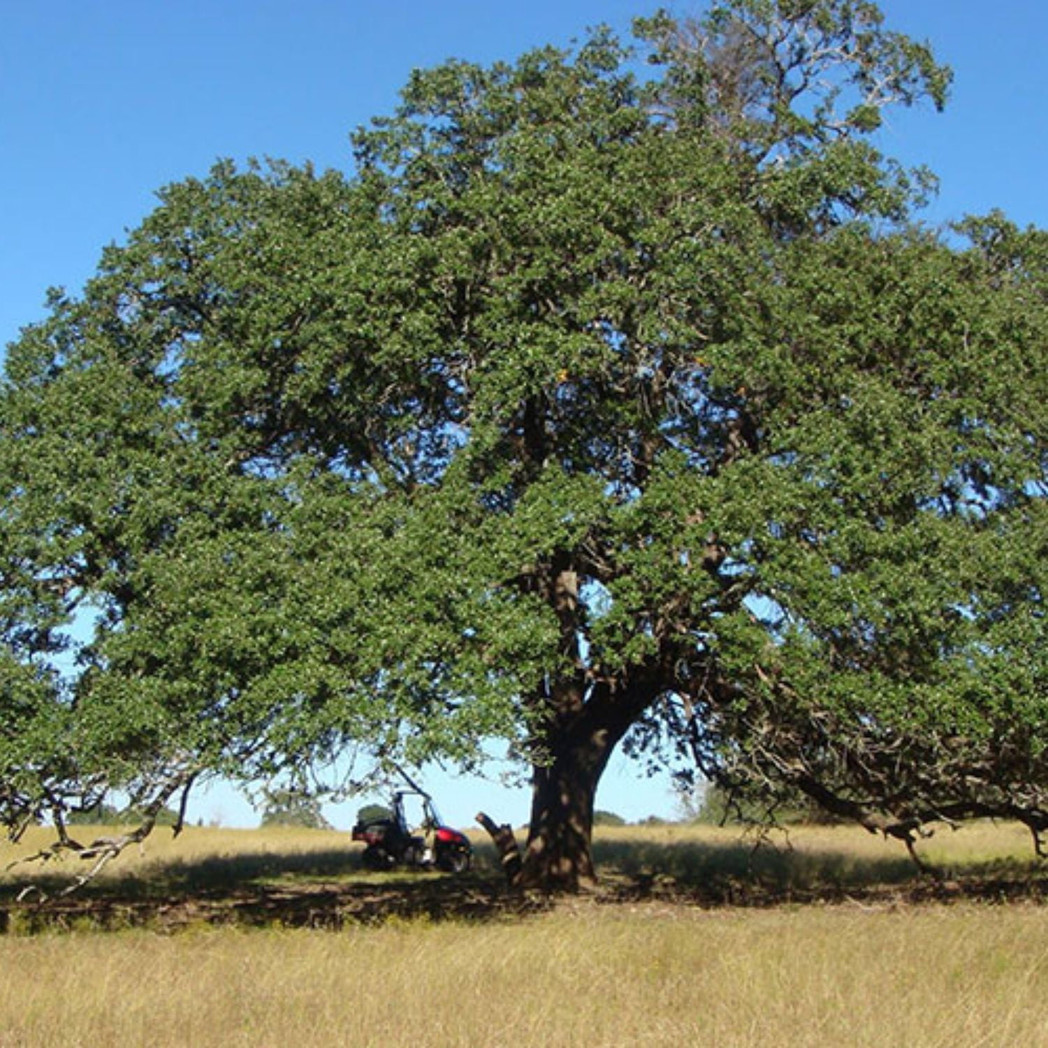 Expert Gardener 3-4 ft. tall Live Oak Live Tree in 7- Gallon Grower Pot