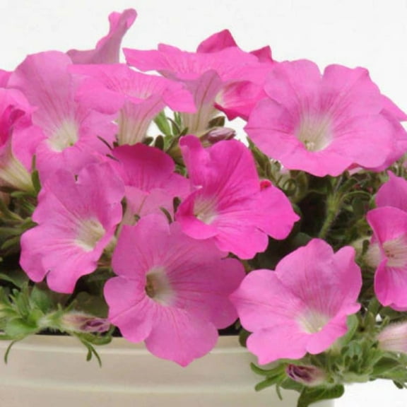 Petunia Seeds - Wave Pink F1 Variety Petunia Seeds - Pelleted Seed Requires 100 Percent Relative Moisture for Germination - Dome and Heat Mat Needed for Germination Trays - Not Direct Sow - 25 Seeds