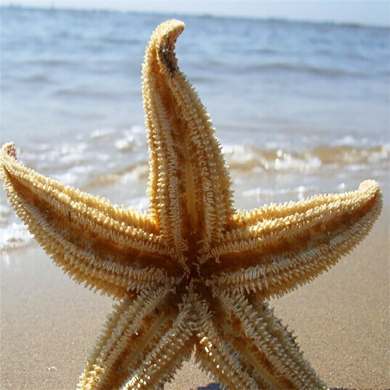 Jangostor 24 PCS Starfish, Mixed Starfish 1 to 2 and 2 to 3 Knobby  Starfish Natural Seashells Starfish Perfect for Wedding Decor Beach Theme