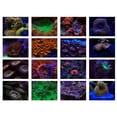 thumbnail image 4 of Ruiboury 10 in 1 Kit Coral Lens Filter Kits for Phone Professional Photography, 4 of 6