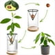 thumbnail image 3 of Paquete de 3 Kits de Cultivo de Árboles de Aguacate, Jarrón de Vidrio para Semillas de Aguacate con Soporte Triangular y Base de Bambú, Maceta para Brotes, 3 of 5