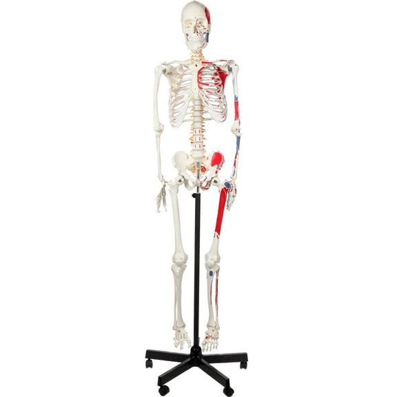 Axis Scientific Painted and Numbered Skeleton Anatomy, 5'6" Life Size Skeletal Model, Muscle Insertion and Origin Points, Study Guide, Stand, and Dust Cover