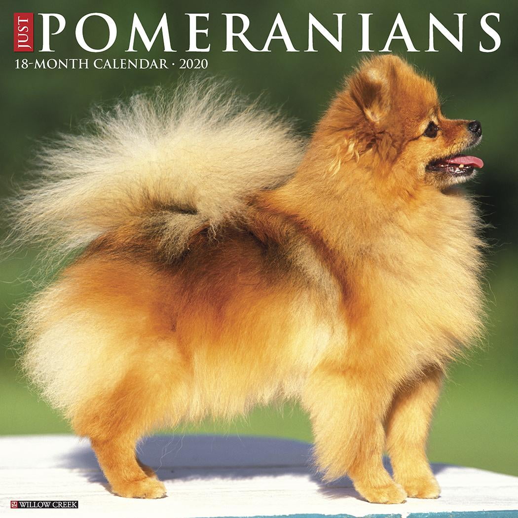 Just Pomeranians 2020 Wall Calendar (Dog Breed Calendar) (Other)