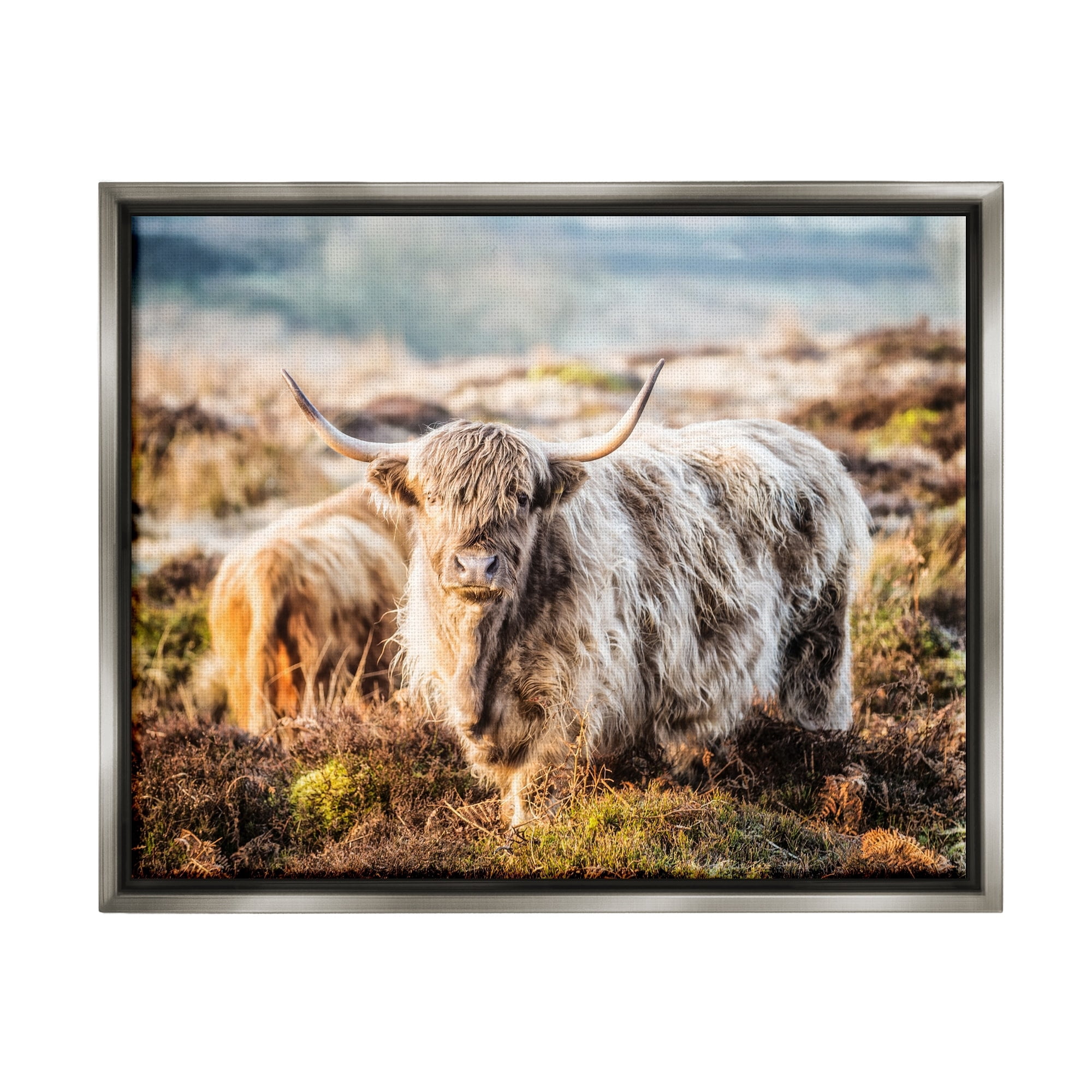 Stupell Industries Pleasant Highland Cattle Grazing Mossy Pasture At Dawn Photograph Luster Gray Floating Framed Canvas Print Wall Art, Design by James Dobson