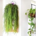 thumbnail image 4 of Artificial Hanging Plants 4pcs Artificial Fake Hanging Curly Seaweed Ferns Plant Faux Fake Hanging Plant Outdoor UV Resistant Plastic Plants (Ferns), 4 of 5