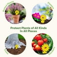thumbnail image 2 of BugMD Sticky Bug Traps (12 Pack) - Indoor Fruit Fly Killer, Fungus Gnat Killer, Plant Sticky Traps for Bugs, Yellow Sticky Fly Traps for Plants, Gnat for Plants, Odorless, 2 of 7