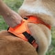 thumbnail image 2 of Chaleco Arnés para Perro Zulema Naranja, 2 of 5