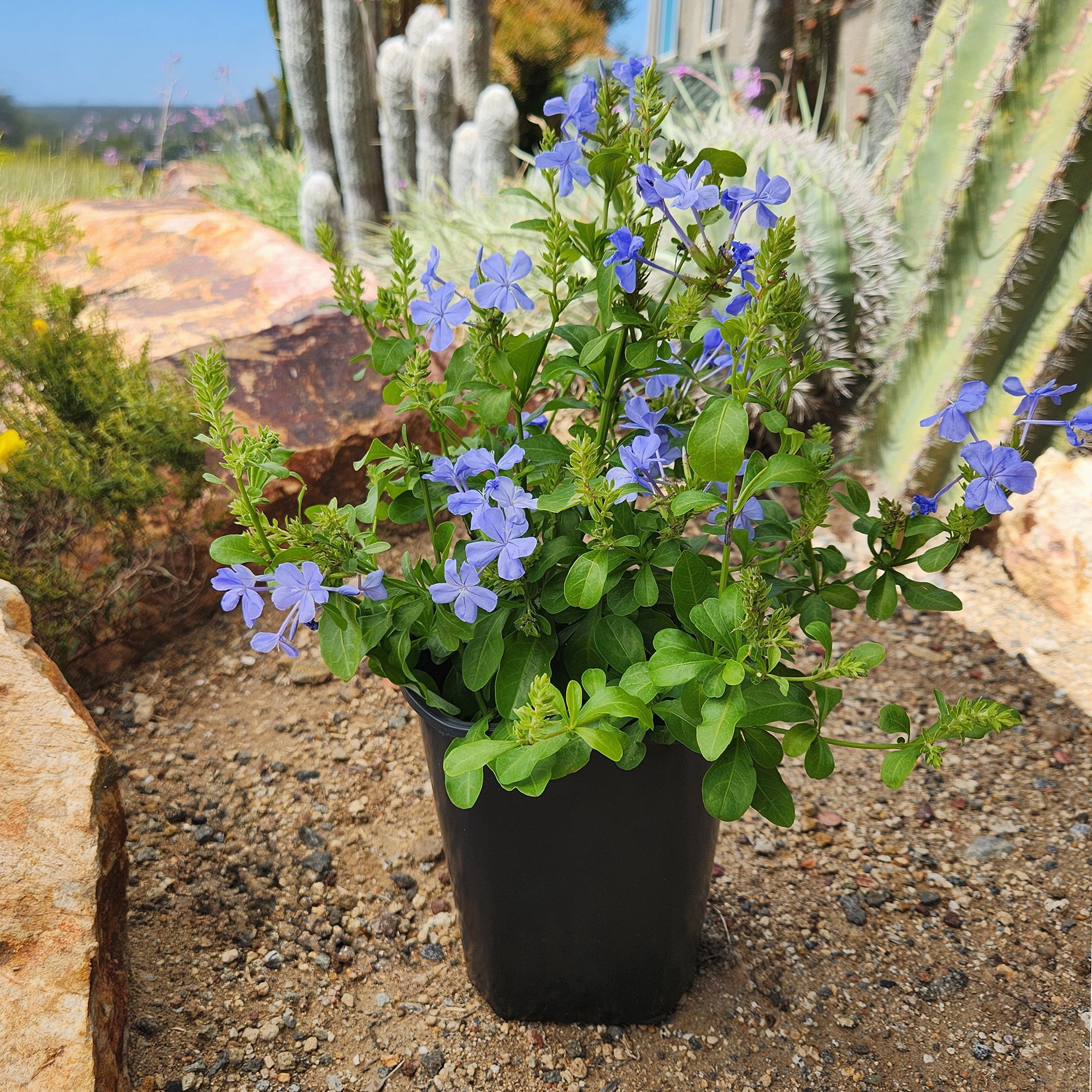 Altman Plants Plumbago Capensis Flowers, 2.5 Qt. Pot, Full Sun, Live Outdoor Plants