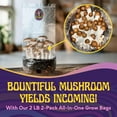 thumbnail image 2 of 2 LB 2-Pack All-in-One Grow Kit: Up to 64oz of Mushrooms! Nutrient-Enhanced, Injection Port, Just Add Your Own Spores & Grow Like Magic (2 x 2 LB Bags), 2 of 10