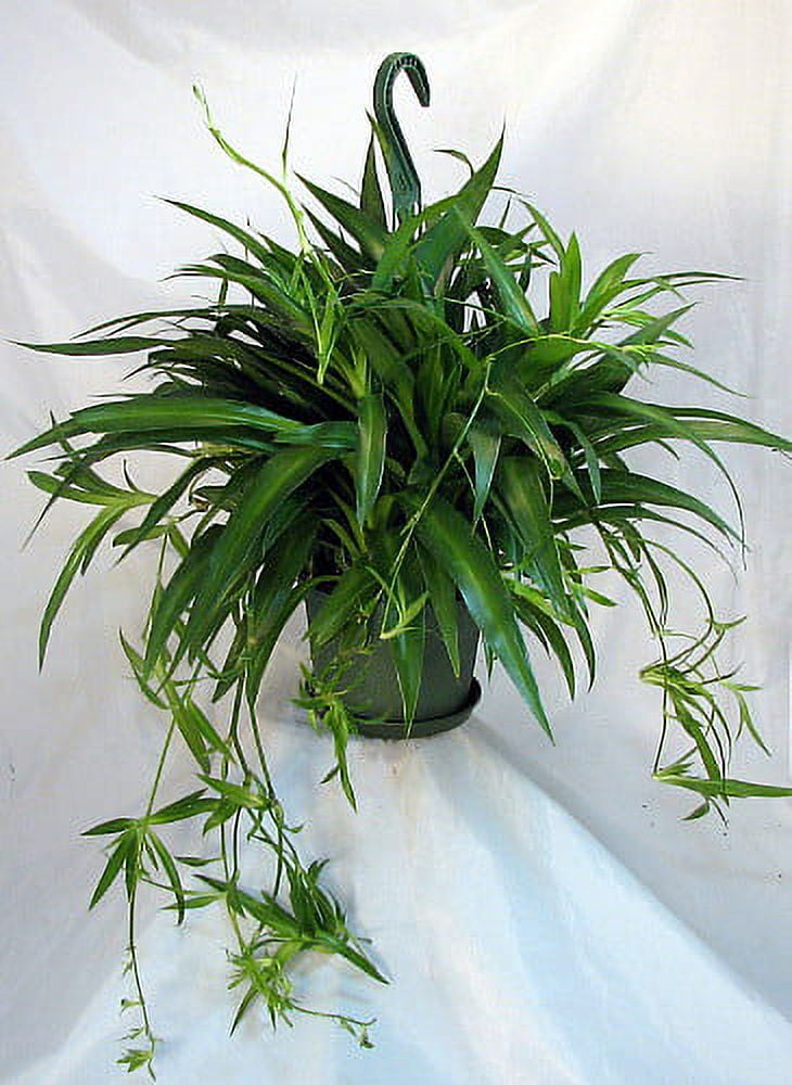 Green Spider Flower