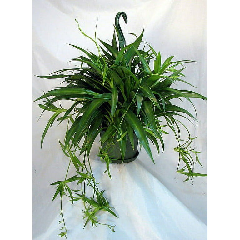 wild.flower seeds Bird Lover's Wildflower Seed Mix 1 Ounce main image 1