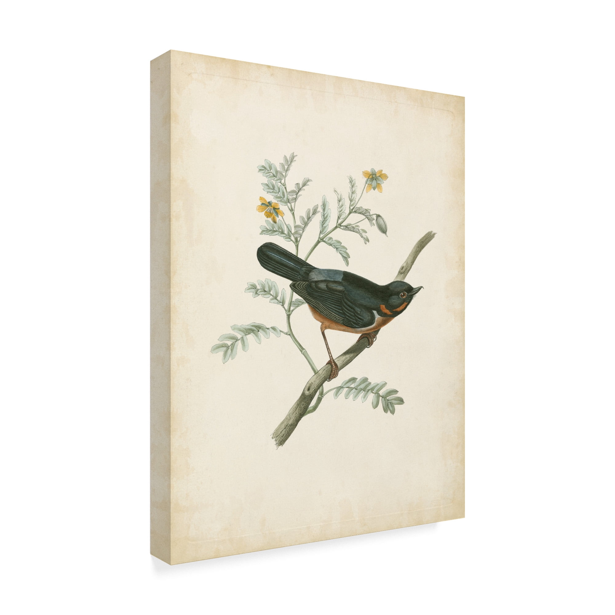 Trademark Fine Art 'Delicate Birds III' Canvas Art by Unknown