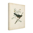 thumbnail image 2 of Trademark Fine Art 'Delicate Birds III' Canvas Art by Unknown, 2 of 4