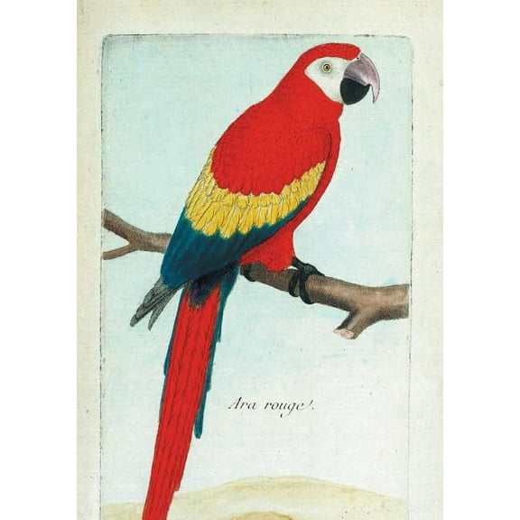 Bnf Animaux: Carnet Ligné Ara Rouge, Dessin 18e Siècle (Paperback)