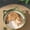Green, variant on Cotton Rope Woven Pet Bed with Toy Ball, Breathable Cat-Ear Woven Cat House Round Pet Nest for Cats and Small Pets