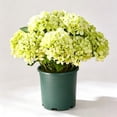thumbnail image 2 of Hydrangea Artificial Flower for Outdoor, 4 Bundles Fake Hydrangea Bush Plant UV Resistant for Outdoors Front Porch Indoor Home Garden Decor, Green, 2 of 7