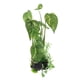 thumbnail image 1 of Plantas de reptiles, plantas colgantes para terrarios, reptiles falsos, plantas trepadoras para barbudos. 22cm, 1 of 9