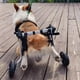 thumbnail image 5 of Small Dog Wheelchair with Hind Leg Paralysis, Pet Hind Limb Walker, Patients Dog Assisted Break, Teddy Cat Stand ShopWise Round, 5 of 7