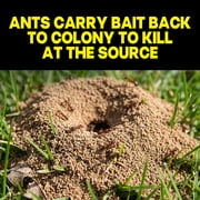 Raid Ant Killer Baits, For Household Use, Kills the Colony, Kills Ants for 3 Months, Child Resistant, 4 Count