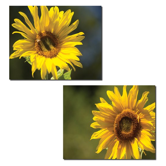 Sunflower and Bee | Gorgeous Blooming Sunflower with a Buzzing Bee Photograph Prints; Floral Decor; Two 14x11in Poster Prints
